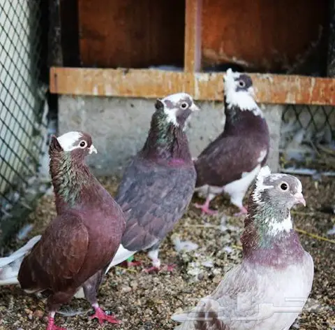 22 جوز قطايف حمر ومحاريف (image 26)