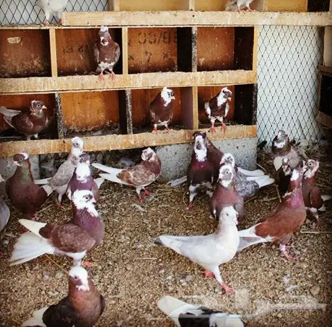 22 جوز قطايف حمر ومحاريف (image 25)