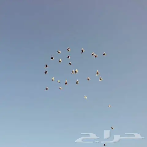 22 جوز قطايف حمر ومحاريف (image 29)