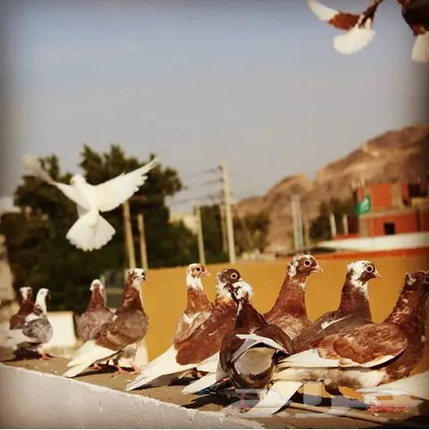 22 جوز قطايف حمر ومحاريف (image 28)