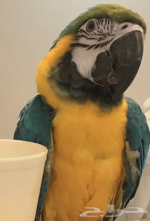 فرخ مكاو بلو اند قولد هدد  (image 2)