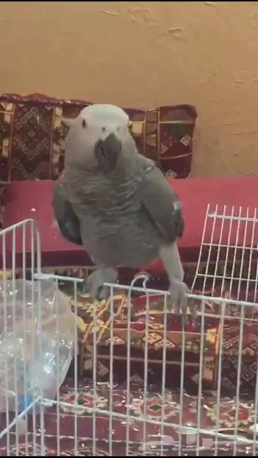 ببغاء كاسكو للبدله او للبيع (image 3)