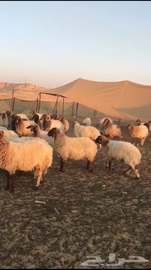غنم للبيع العدد 110 (image 1)