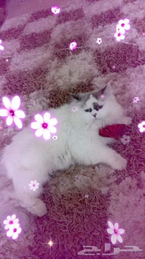 بسه شيرازي (image 1)
