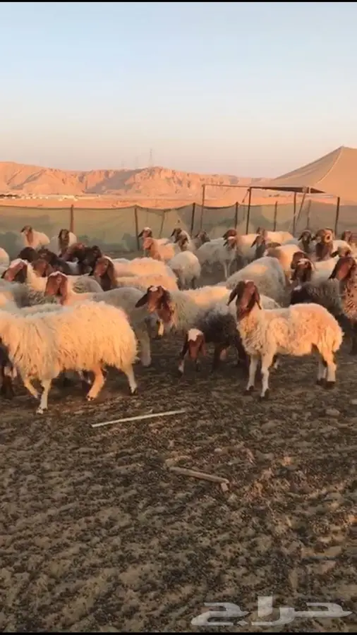 غنم للبيع العدد 110 (image 2)