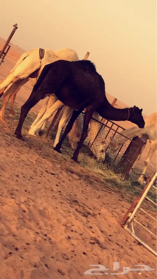 ناقه مجهم (image 4)