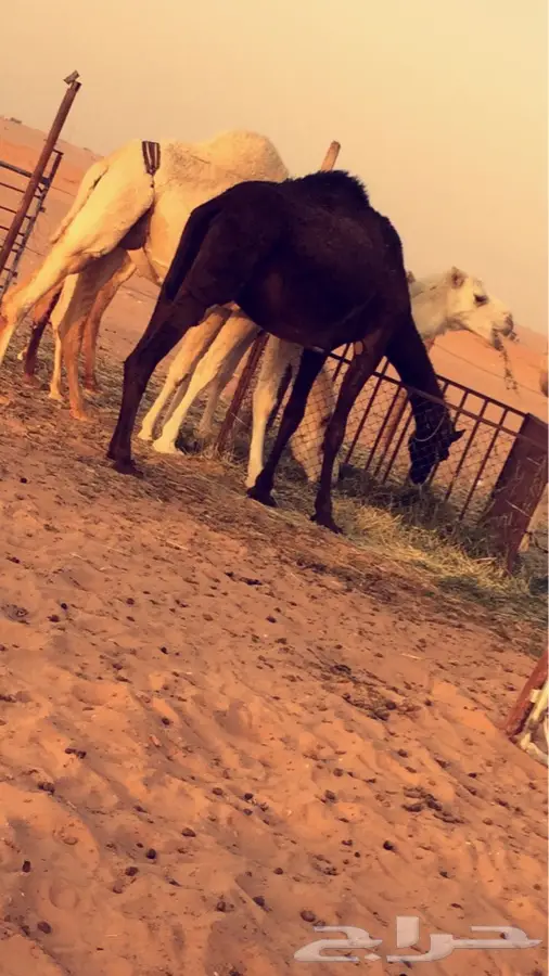 ناقه مجهم (image 3)
