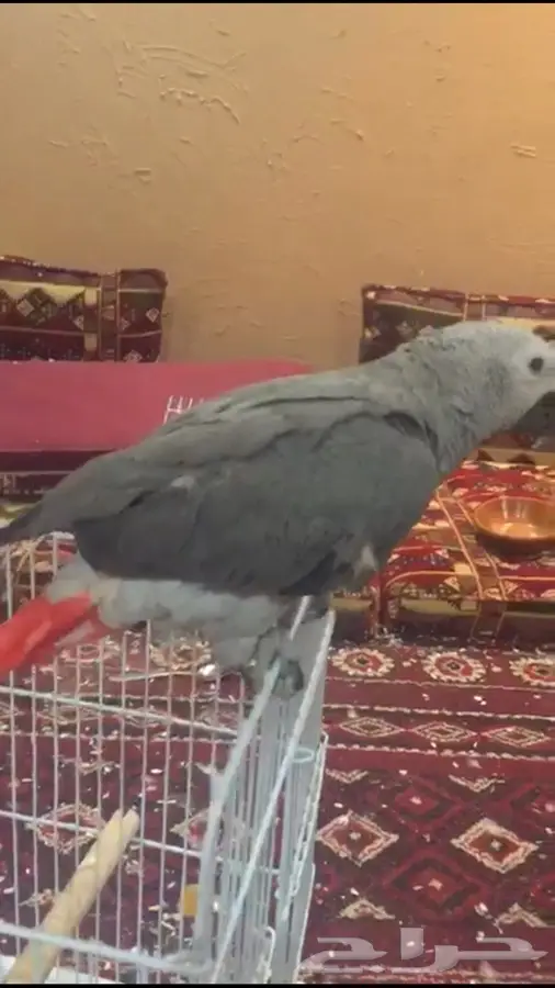 ببغاء كاسكو للبدله او للبيع (image 2)