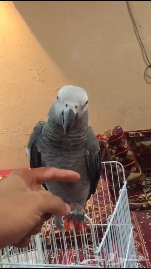 ببغاء كاسكو للبدله او للبيع (image 1)