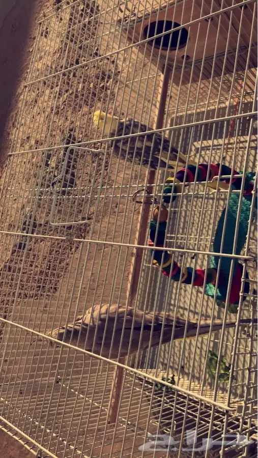 زوج كروان (image 6)