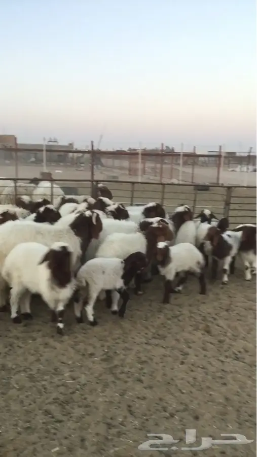 غنم طيبة للبيع - عيال ذبائح! (image 5)