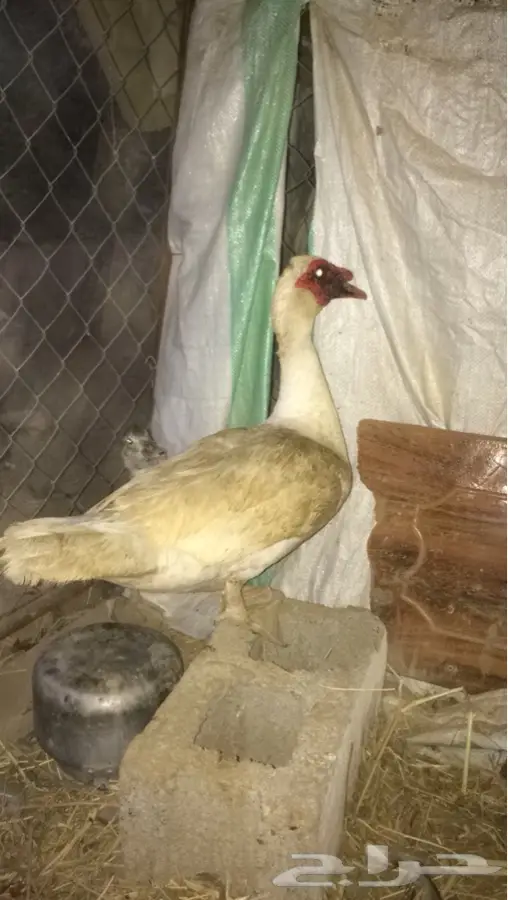 بط محضن (image 2)