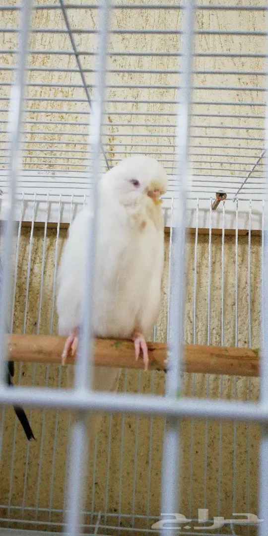 للبيع اكثر من 15 زوج بادجي و20 فرده  (image 1)