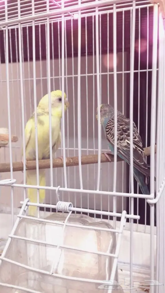 للتبني جميع انواع الطيور