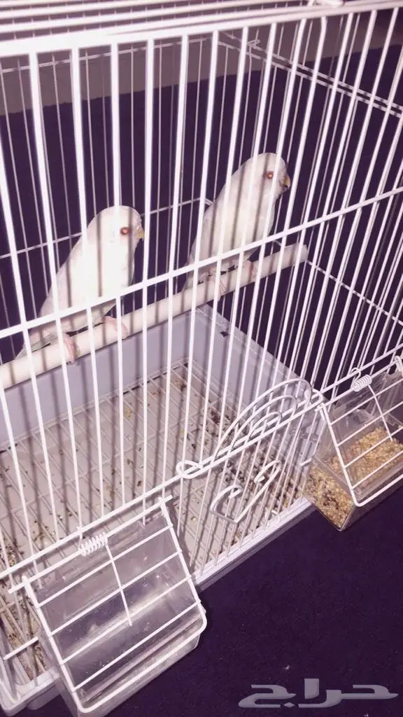 تبني طيور زينة – فرصة لإنقاذ حياة! (image 1)