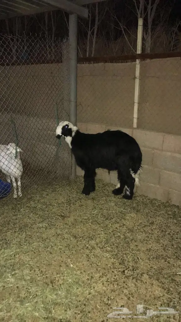 طليان هرافى