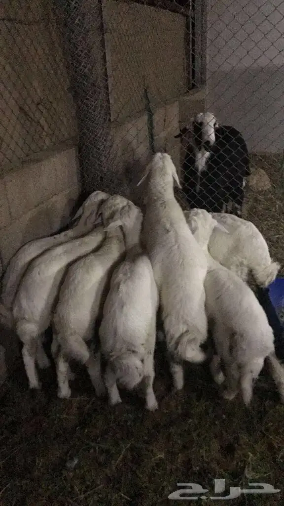 طليان هرافى (image 3)