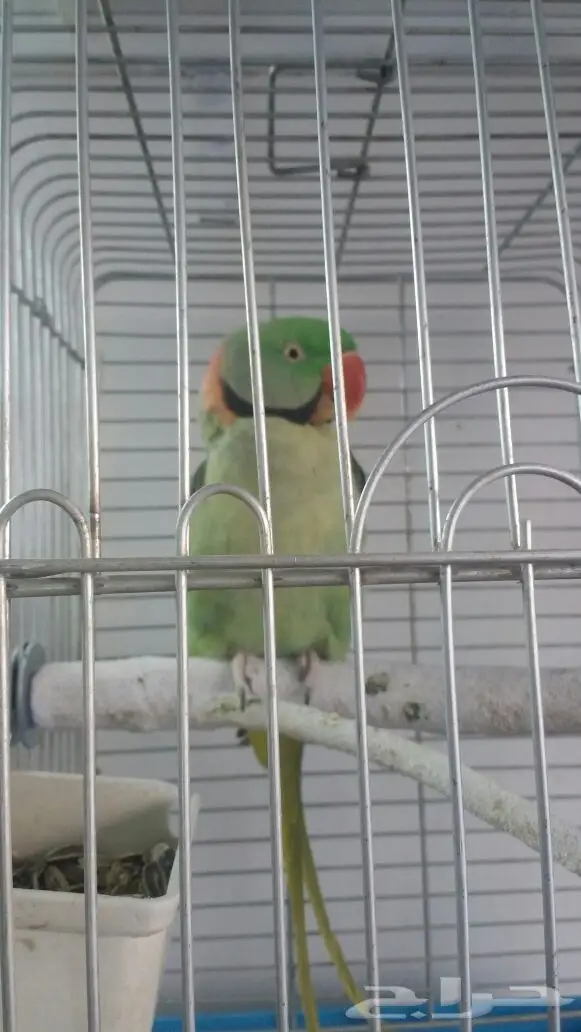 ذكر ببغاء دره نيبالي للبيع (Image 1)