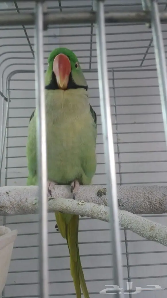 ذكر ببغاء دره نيبالي للبيع (image 2)