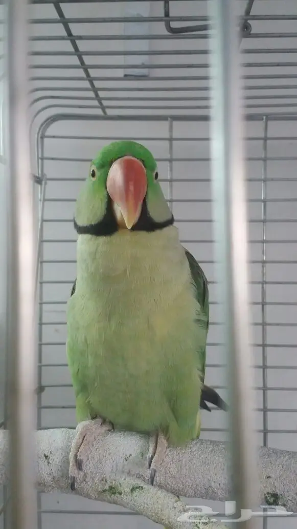 ذكر ببغاء دره نيبالي للبيع (image 4)