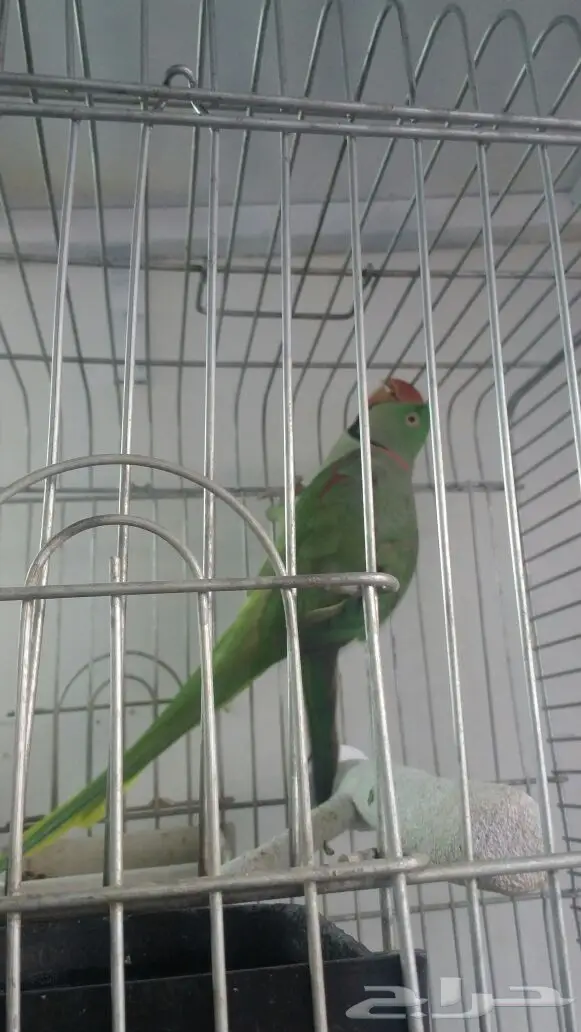 ذكر ببغاء دره نيبالي للبيع (image 8)