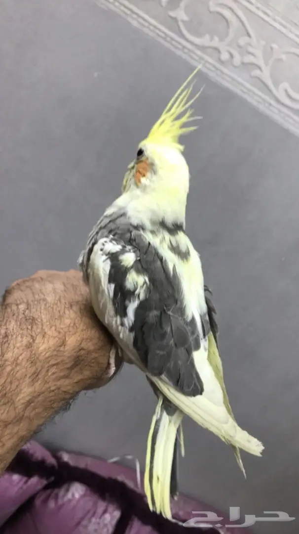 فرخ كروان اليف نهايه غر