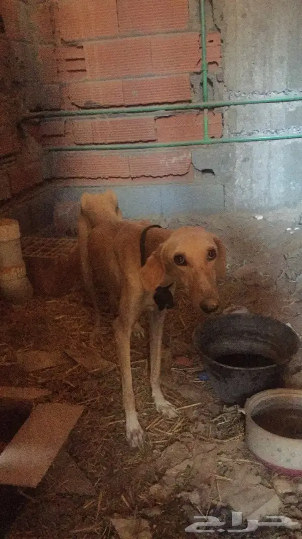 سلقه للبدل فقط 