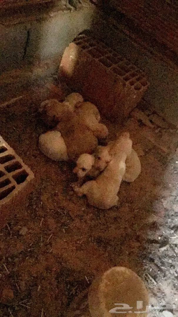 سلقه للبدل فقط  (image 1)