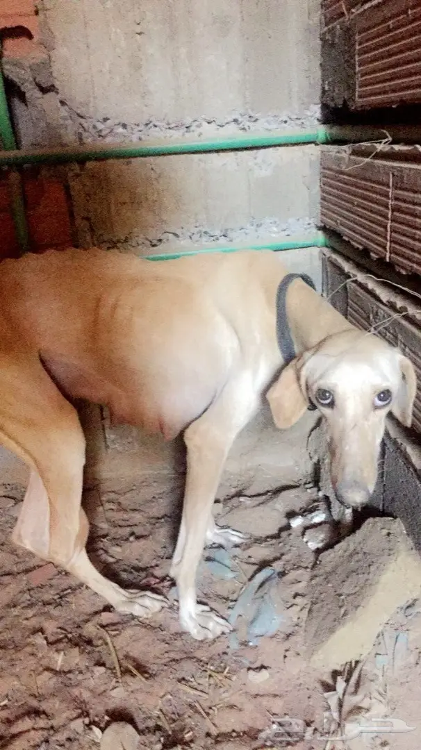 سلقه للبدل فقط  (image 2)