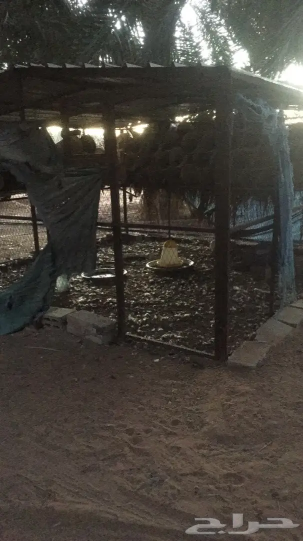 شبك طيور كبير