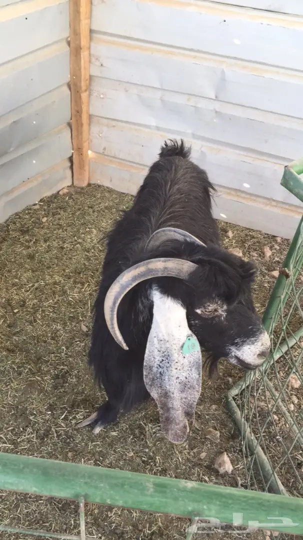 عنز متاومه (image 2)