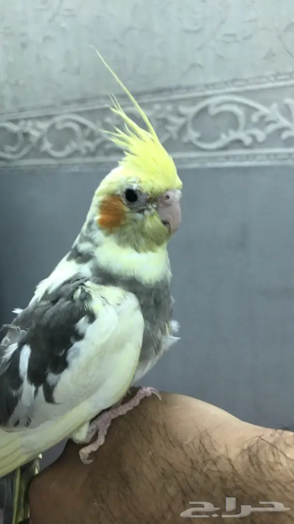 فرخ كروان اليف نهايه غر (image 1)