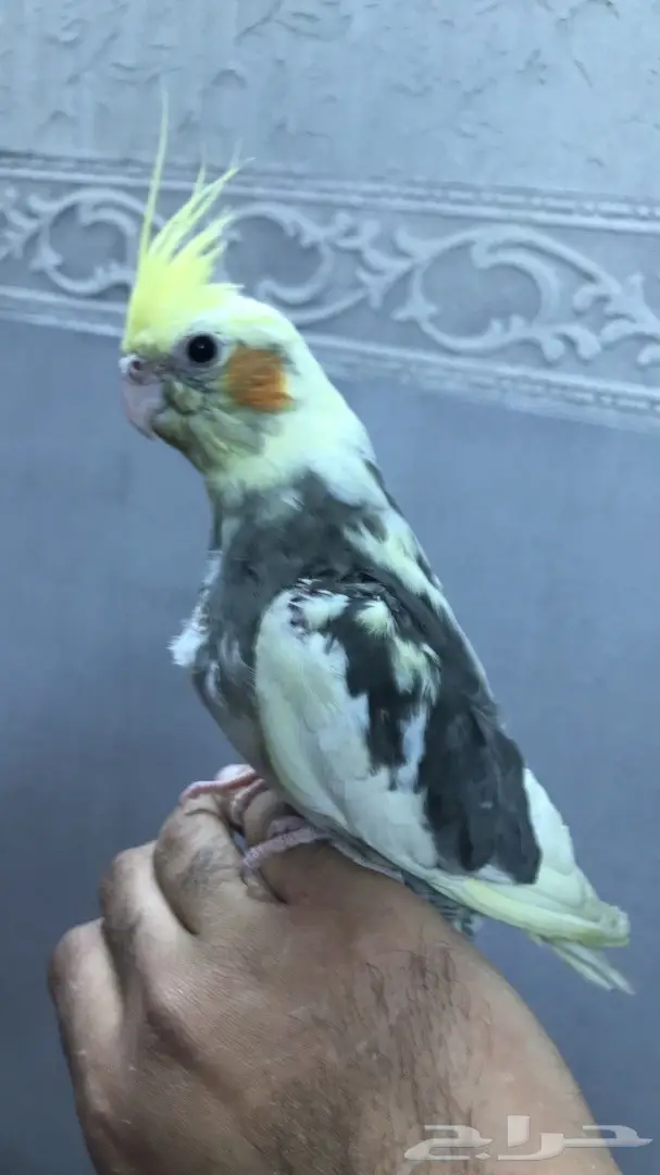 فرخ كروان اليف نهايه غر (image 2)