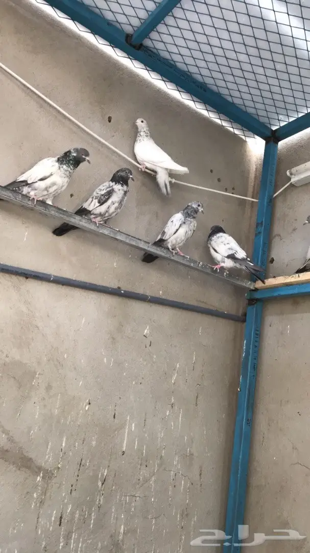 طبات بكستاني  