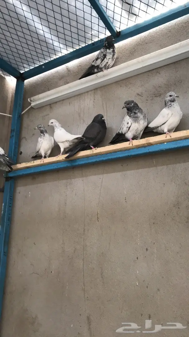 طبات بكستاني   (image 1)