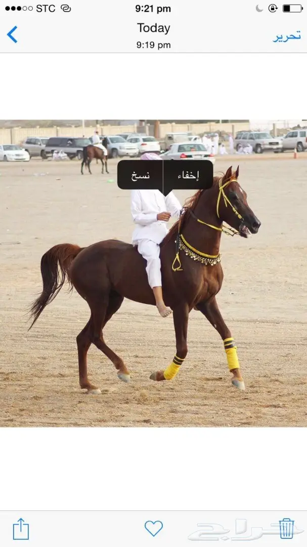 حصان عربي اصيل مصري للبيع