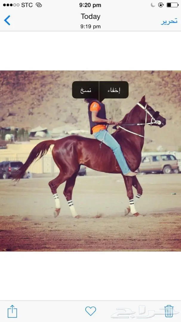 حصان عربي اصيل مصري للبيع (image 1)