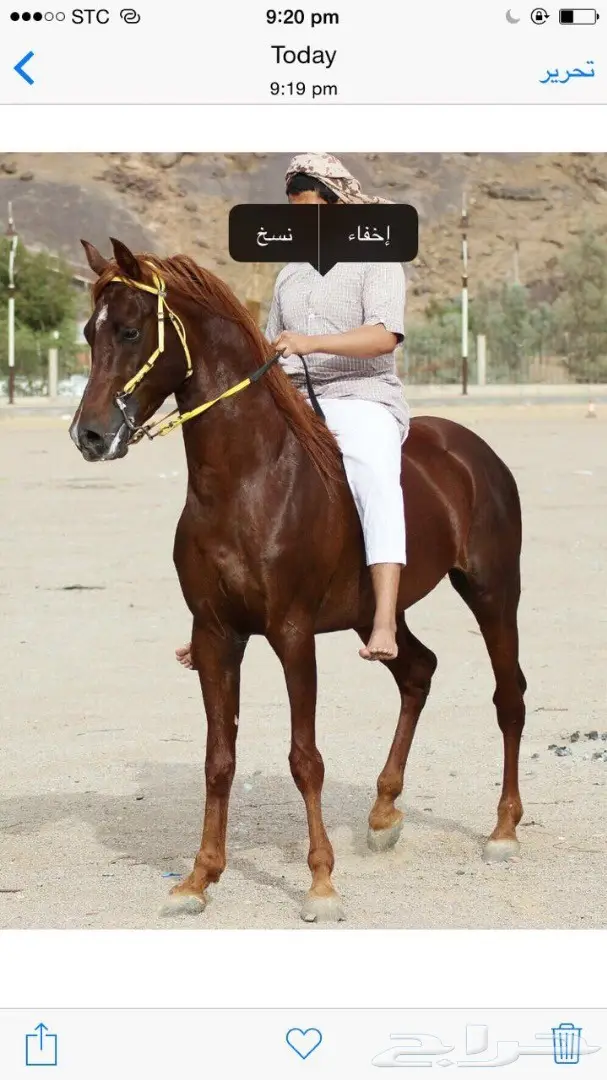 حصان عربي اصيل مصري للبيع (image 2)