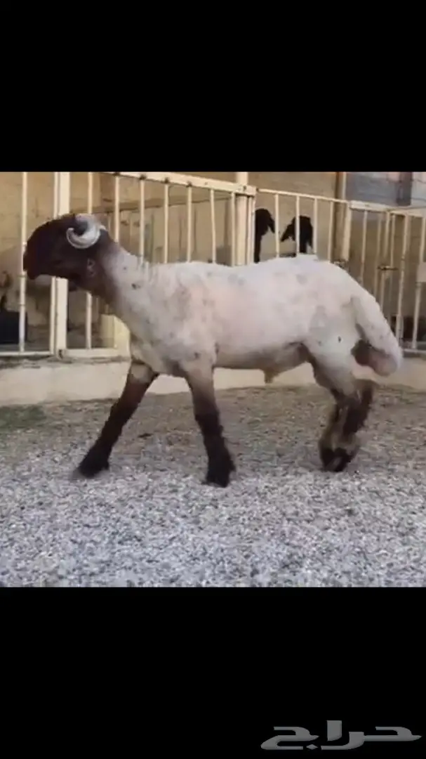 جذعان صنف للبيع (image 8)