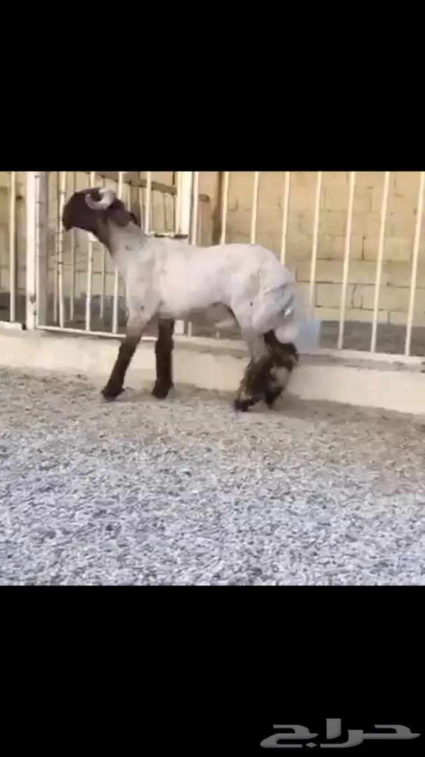 جذعان صنف للبيع (image 9)