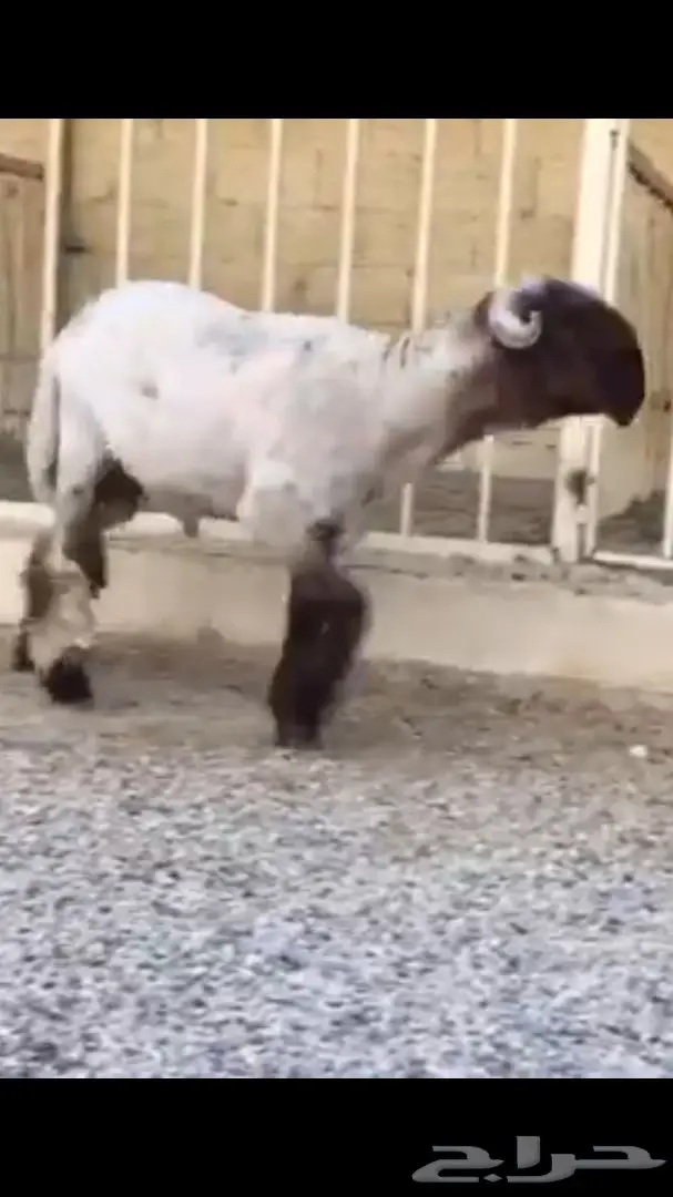 جذعان صنف للبيع (image 12)