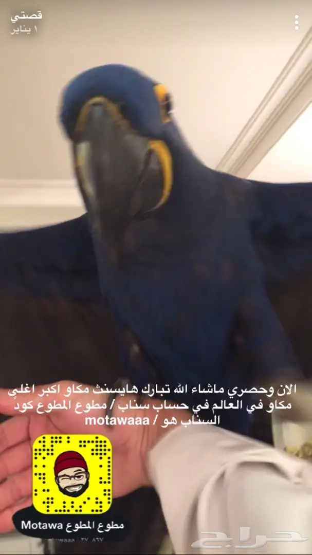 ببغاء هايسنث المكاو الفريد - فرصة لن تتكرر!