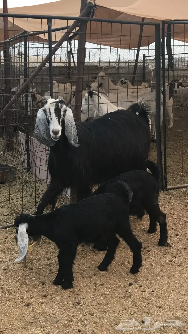 معزا عوارض خلفات