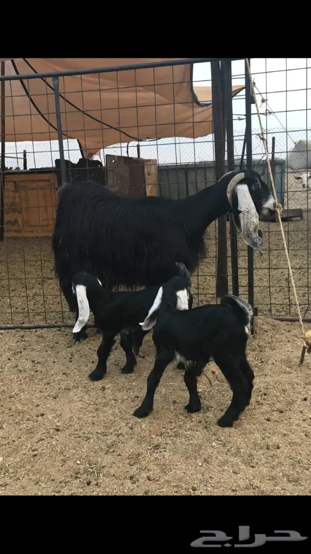 معزا عوارض خلفات (image 1)