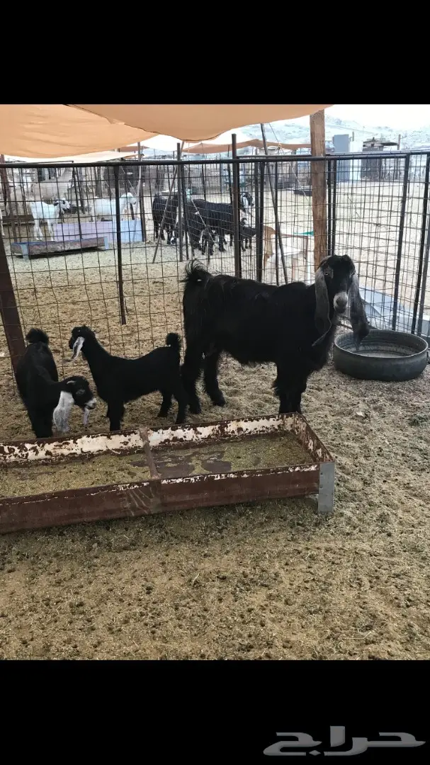 معزا عوارض خلفات (image 2)