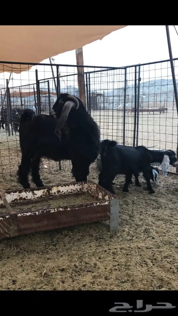 معزا عوارض خلفات (image 3)