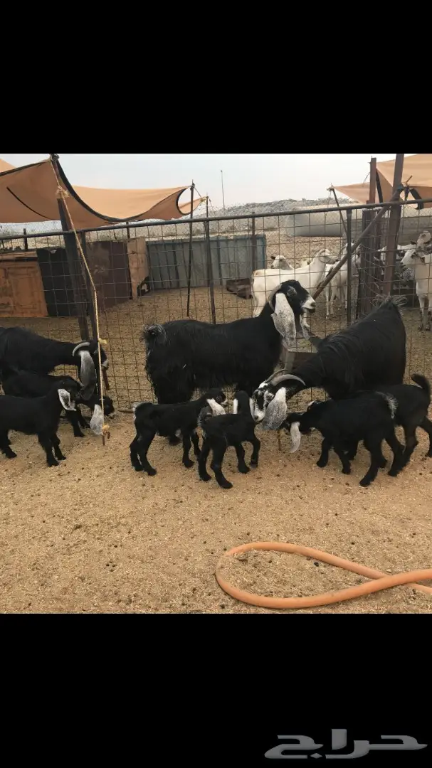 معزا عوارض خلفات (image 4)