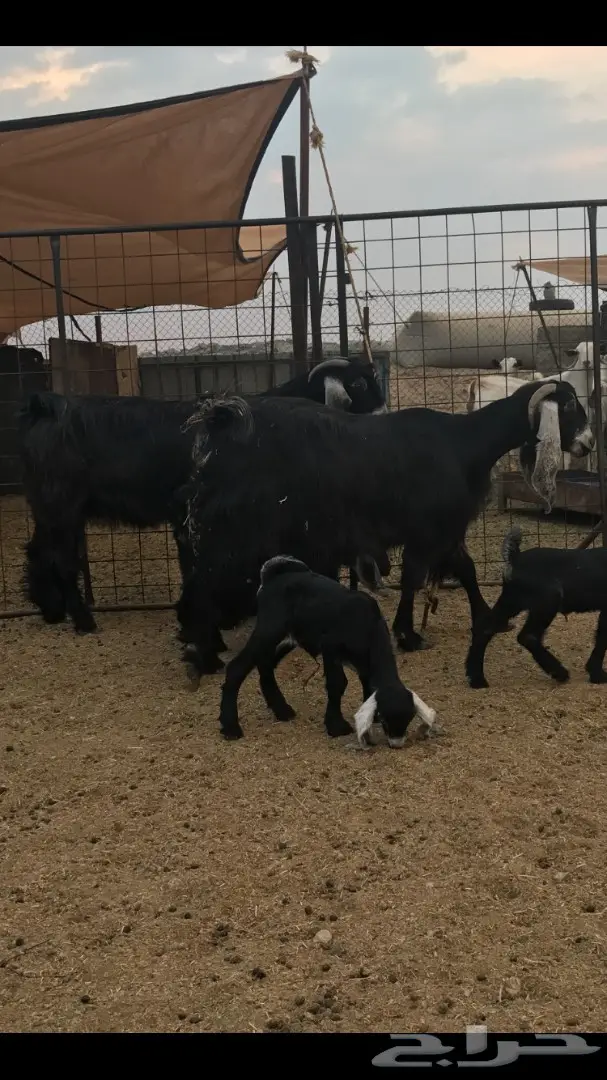 معزا عوارض خلفات (image 5)