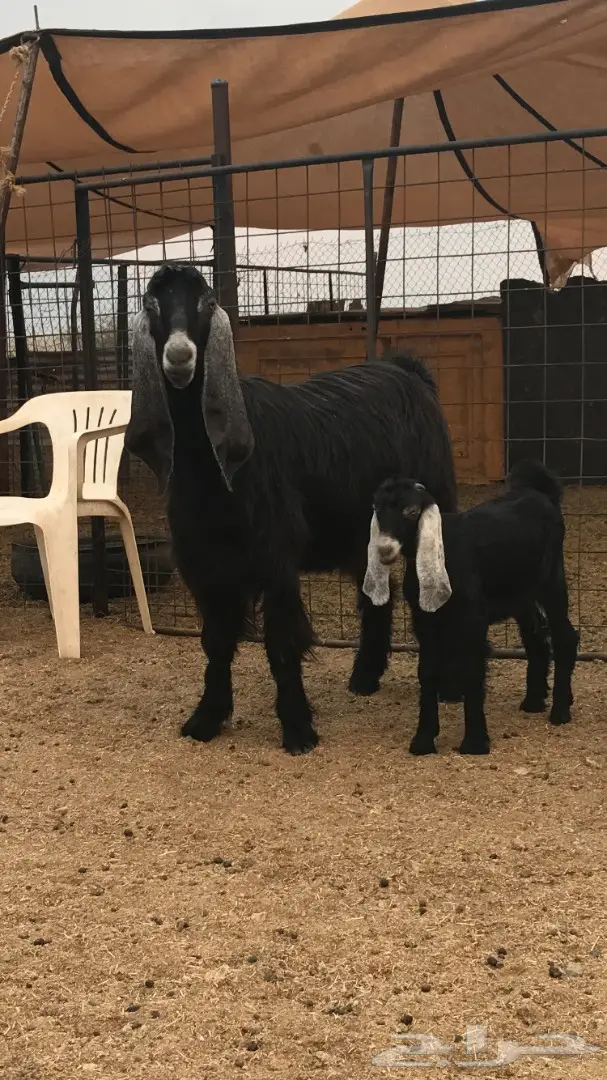 معزا عوارض خلفات (image 6)