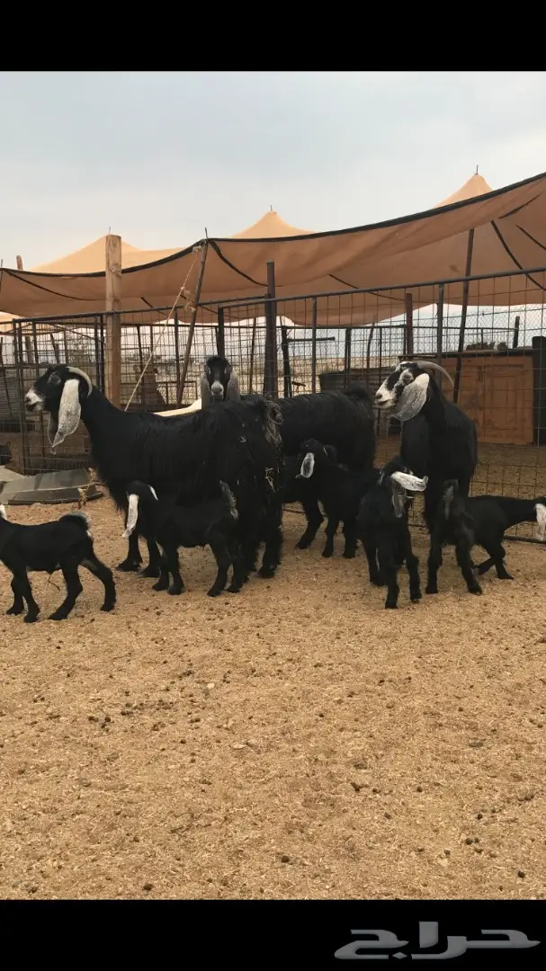 معزا عوارض خلفات (image 7)